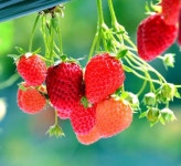 [Eye Plus] Green magic blooms in heart of Seoul