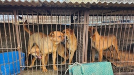 Five kinds of puppyhood in Korea