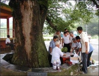 광복이 우리 동네 느티나무를 살렸지요