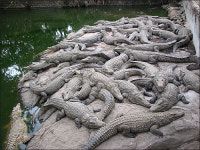 마다가스카르에 한국문화원을 만들자!