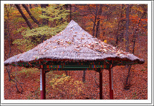 시크리트 가든 단풍이 보고 싶어 눈물이 나요