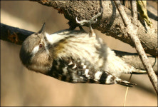 고요한 겨울 숲, 딱따구리가 봄을 깨우네!