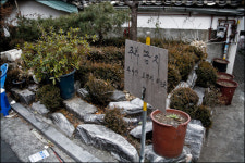 서울 학교 안에 히틀러가 준 나무가?