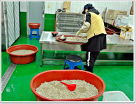 기름유출 뒤 세 달 만에 굴 따는 작업 했시유