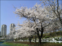 벚꽃구경, 여의도 대신 석촌호수로 오세요