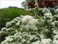 밥풀떼기 꽃만 보면 생각난다, 그 가시나