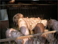 공장식 축산업이 부른 광우병과 AI 공포 군대 짬밥과 학교 급식을 걱정해야 하나