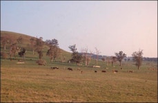 안전한 쇠고기 자부하는 미국, 왜 호주산 수입할까