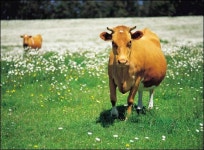 안전한 쇠고기 자부하는 미국, 왜 호주산 수입할까