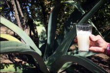 240만 마리의 나비 떼... 숨 막히네