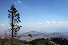 240만 마리의 나비 떼... 숨 막히네