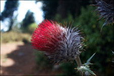 240만 마리의 나비 떼... 숨 막히네