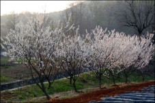 매실효소 담가놓고 더위 걱정을 잊다
