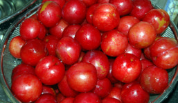 빨간 자두 잼을 직접 구운 통밀빵에 바르면