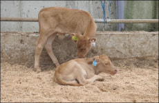 그곳에 가면 색다른 한우농가가 있다