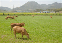 그곳에 가면 색다른 한우농가가 있다