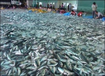 온난화 영향... 참다랑어·갈치 이어 전갱이 대박