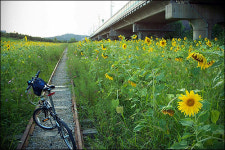 기차길 옆 해바라기의 향연으로 오세요