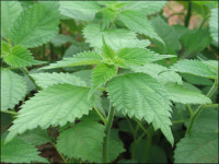 머슴 송편 드셔보셨나요?