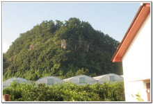 서귀포 효돈동 감귤이 달고 맛있는 이유