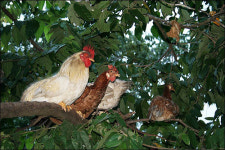 108세 할머니를 모시는 쿠바의 효자