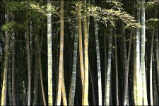 담양 대나무숲, 여긴 공기가 달라