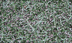 방치된 인조잔디 운동장, 날리는 고무분말은 뭘까