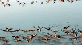 늘어난 철새들 ...우리 마음과 통했나?