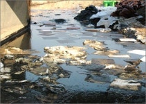 이천 화재 후폭풍... 장암천 기름띠 몸살