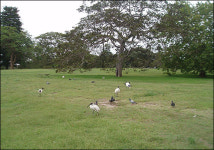 건설노동자, 세계 최초 도시환경운동 주도하다
