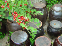 주인은 쫓겨날 판에 딱새가 둥지 트네