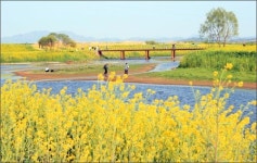 한 폭의 수채화 영산강변 유채꽃