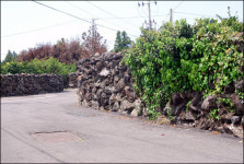 귤농사꾼도 반해버린 100세 넘은 귤나무