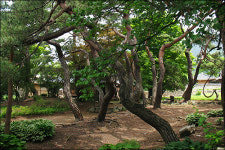 아직도 그 집은 휘파람으로 달빛을 불러들일까