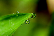 내 눈이 작은 이슬방울에 머무는 까닭