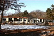 나무는 살아남았고, 사람들은 과거를 잃었다