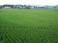 평생 농사만 짓고 살았는데 어디로 가란 말이냐