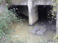 악취 나는 물이 해수욕장 앞바다로 유입