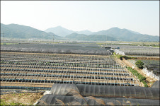 낙동강 주변 옥토, 진흙으로 덮는다?