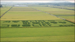 황금들녘에 새겨진 사랑합니다 바보 대통령