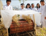 학교 운동장에서 벼 베기, 해봤어?