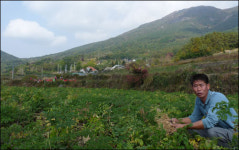 온 동네가 약초로 뒤덮인 들국화 마을