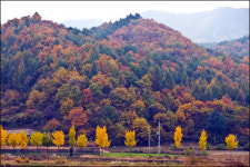 시인의 마을, 생명의 숲을 찾아서