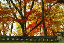 창덕궁 후원이 불타고 있다!