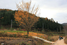 나무 심는 사람, 20년 동안 253만 그루 심어