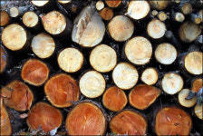 바람은커녕 소리도 들을 수 없는 산사