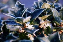 [사진] 서리 맞은 개뼈다귀 나무꽃