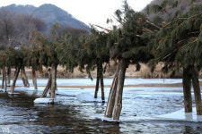 그리움이 강을 넘는 곳, 판운 섶다리