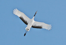 단정학의 비상에서 새해 희망을 꿈꾸다