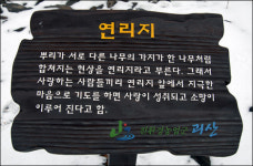 이 뿌리는 뉘 뿌리고, 이 가지는 뉘 가지인고